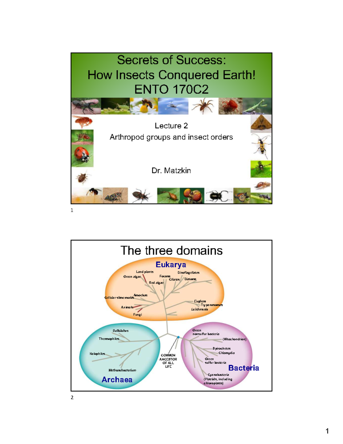 Arthropod Diversity and Classification: ENTO 170C2 Lecture 2 Notes ...