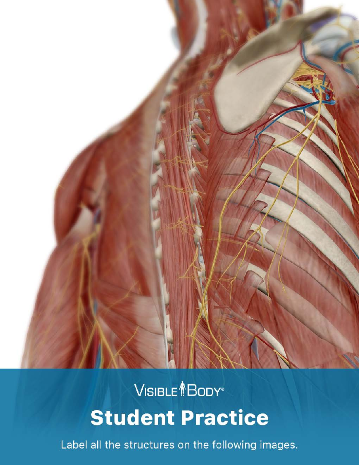 Muscular System Atlas: Inhalation, Exhalation, and Upper Back Views ...