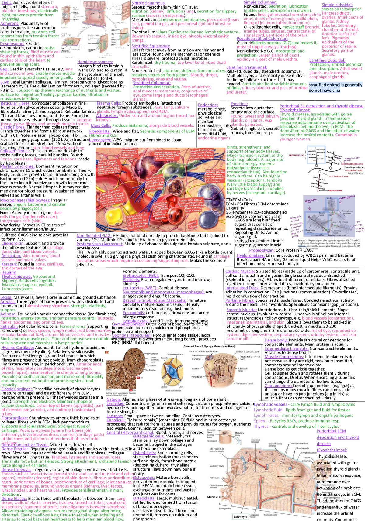Cheat Sheet for Biosci 107-3: Epithelial and Connective Tissue Overview ...
