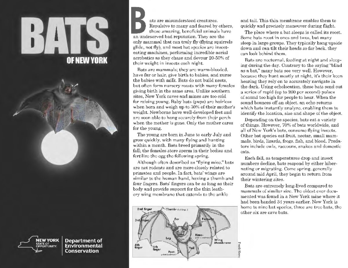 Final Exam: Understanding Bats' Biology and Behaviour (BIOL 101) - Studocu