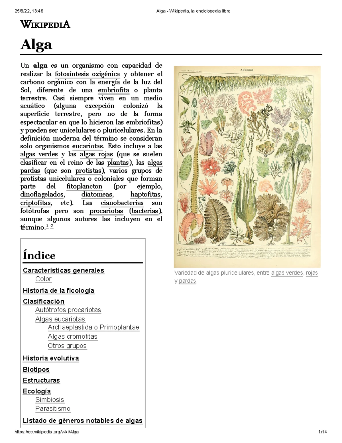 Prokaryota: Características, Clasificación y Evolución de los Procariotas -  Studocu