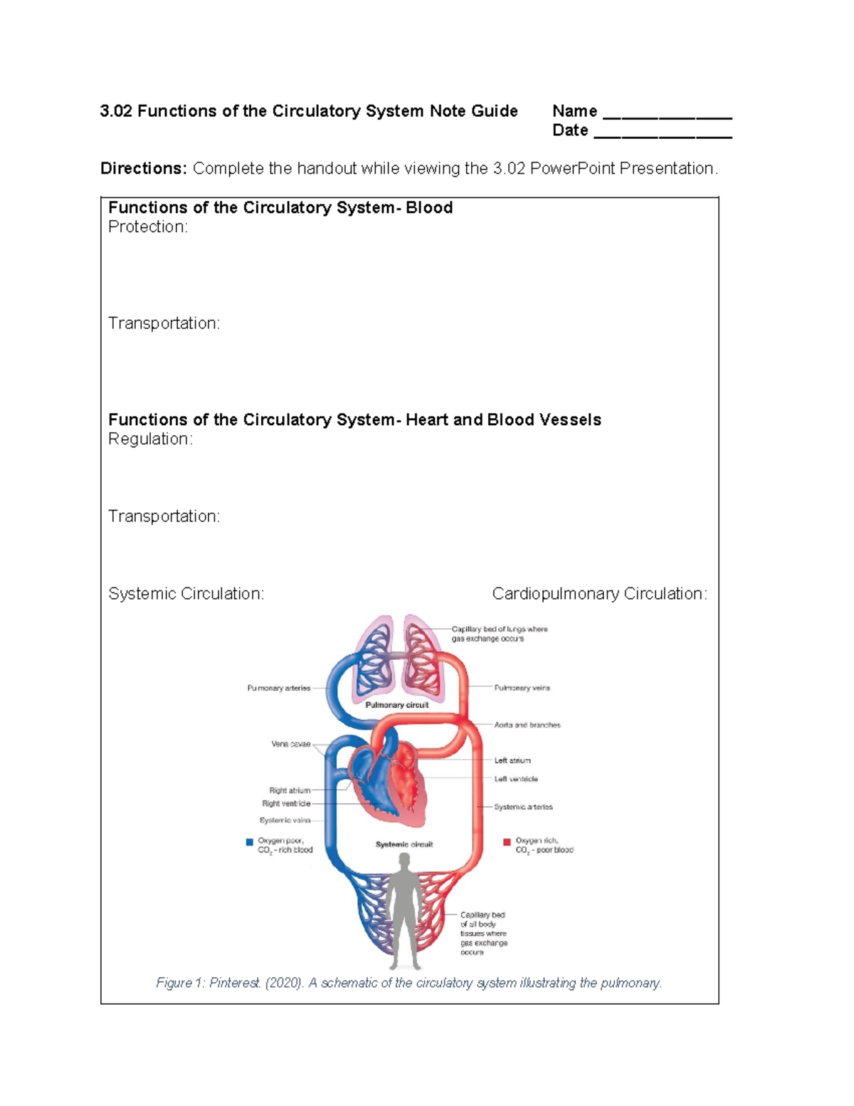 3.02 Functions of the Circulatory System Note Guide - Functions of the ...