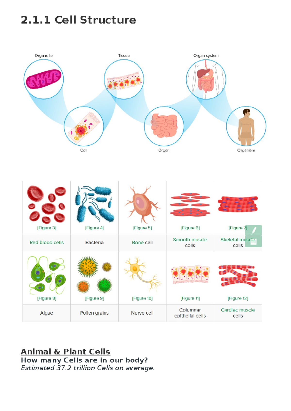 2.1 Organisation of the Organism: Cell Structure & Function - Studocu