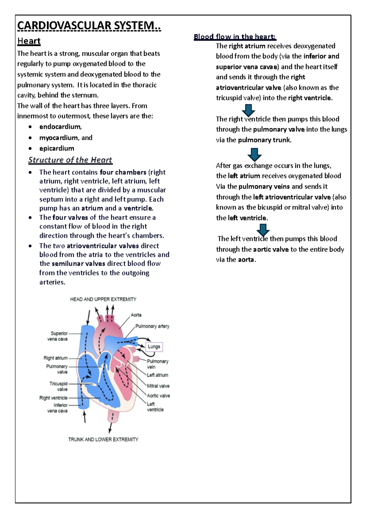Cardiovascular System Notes: Structure, Function, and Diseases - Studocu