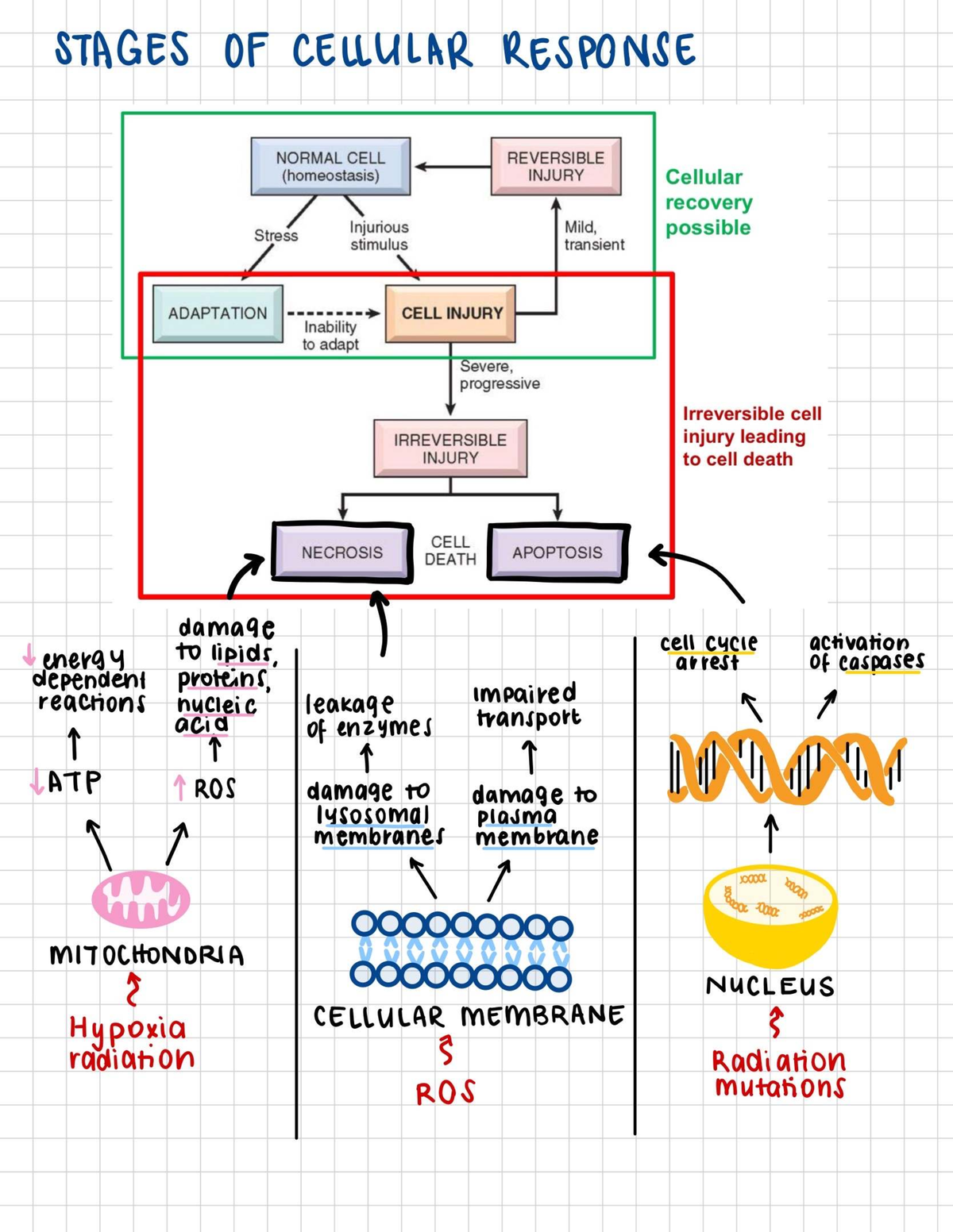 Cell Death Mechanisms - STAGES OF CEUWULAR ReSPONSE NORMAL CELL ...