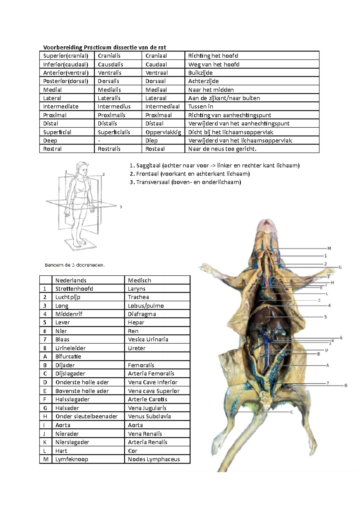PT1 - Voorbereiding Practicum Dissectie van de Rat - Studeersnel