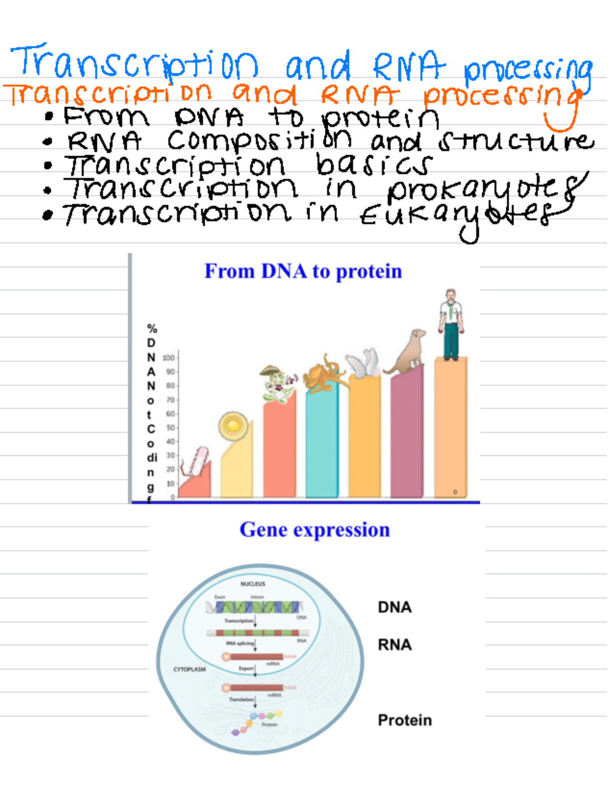 Transcription - Structure of RNA review RNA is single stranded RNA ...