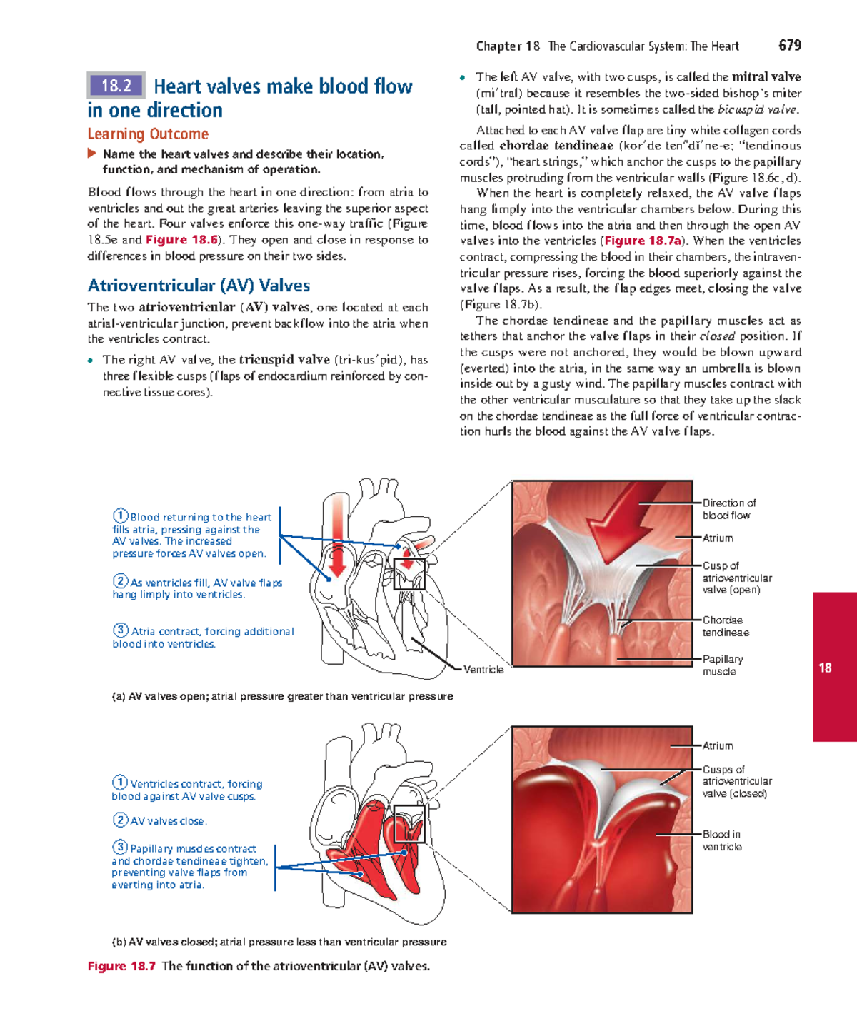 Chapter 18: The Cardiovascular System - The Heart - Studocu