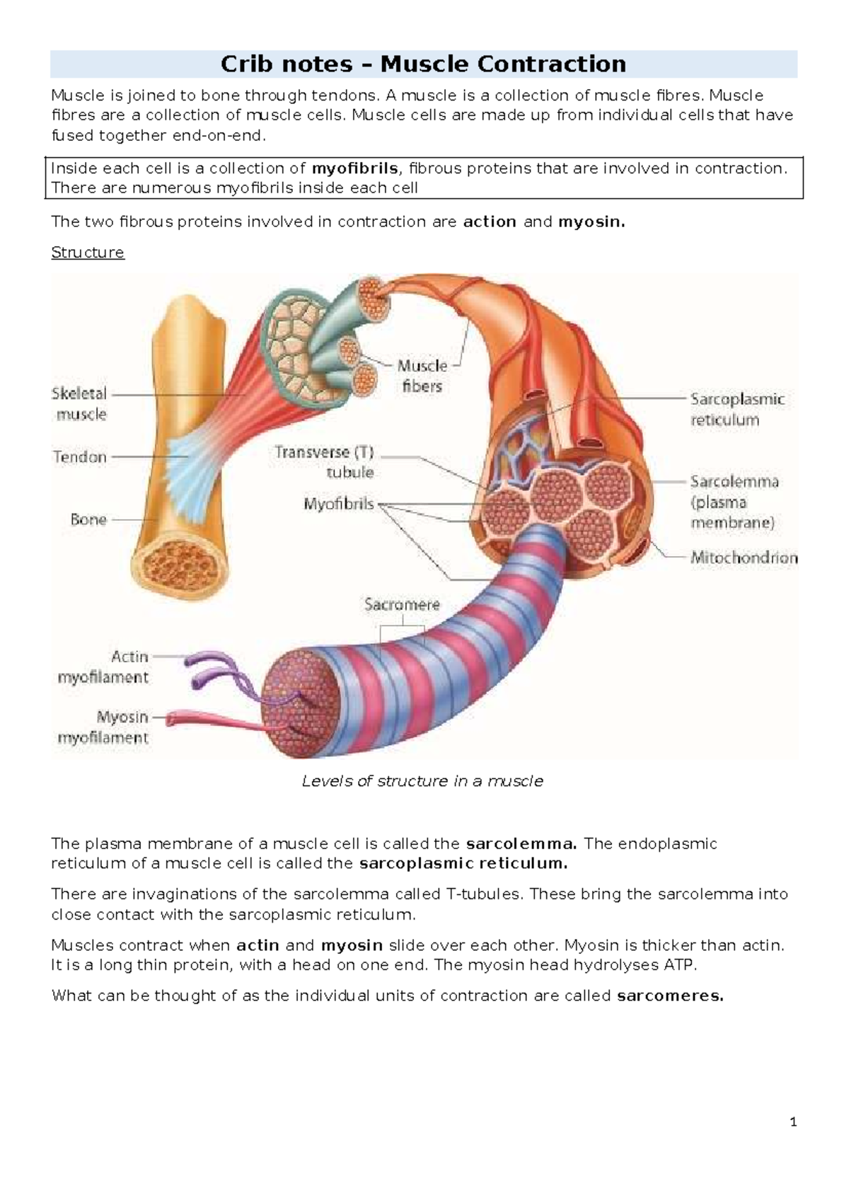 Muscle Contraction Overview - 04 Lecture Notes - Studocu