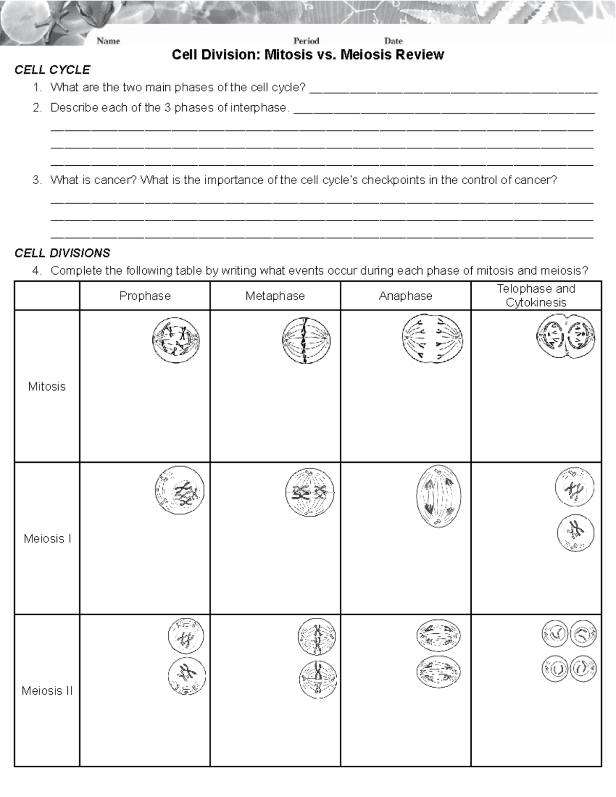 Conquer Cell Division: Mitosis Vs. Meiosis Video & Quiz - do0e3nw