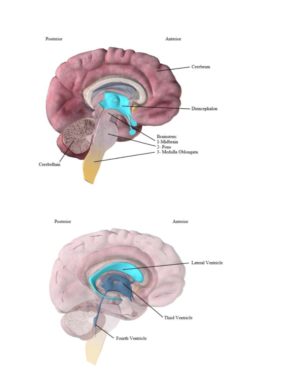 AP MOD 2: Brain and Spinal Cord Structures Overview - Studocu