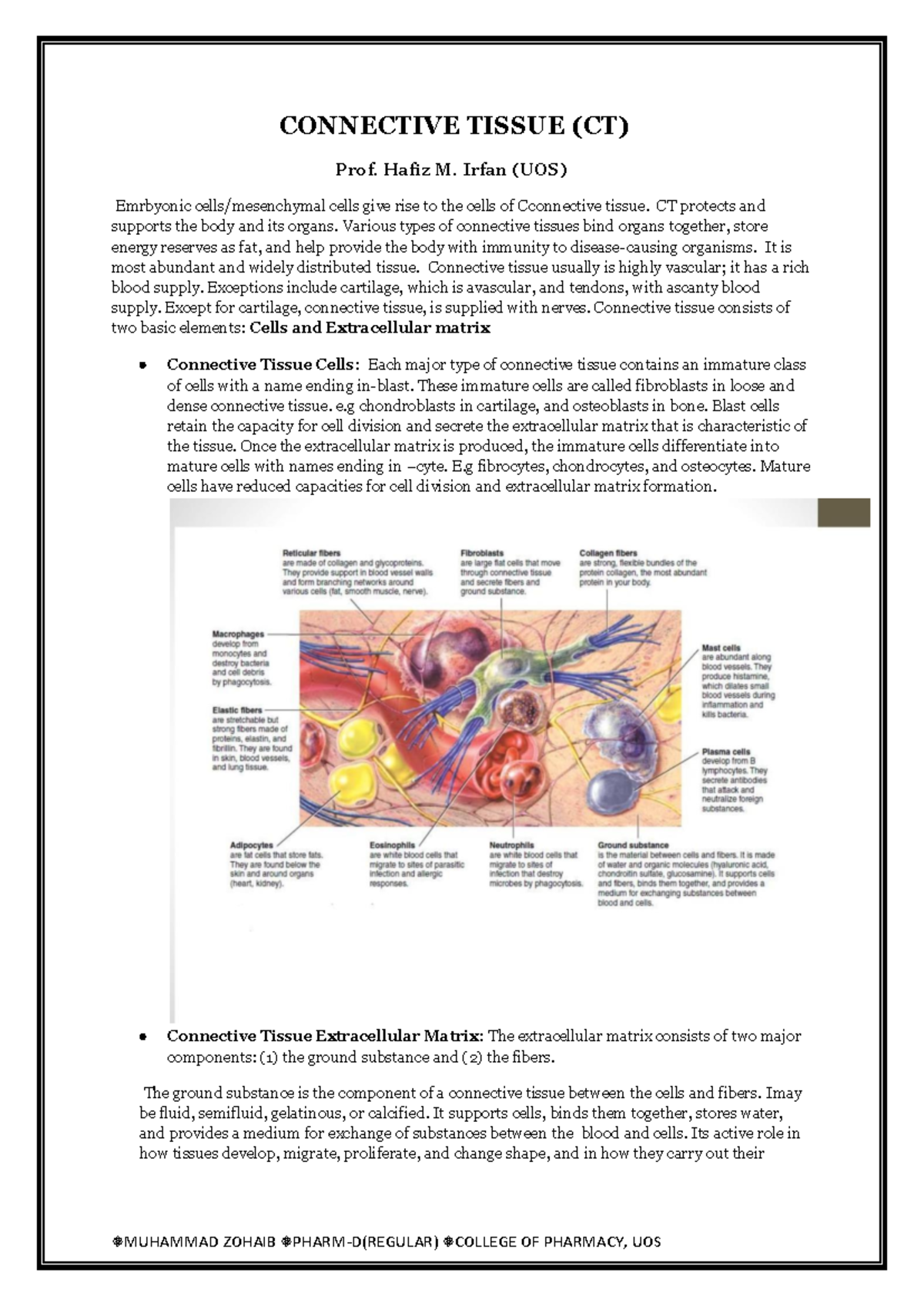 Connective Tissue Overview: Types, Functions, and Classification - Studocu