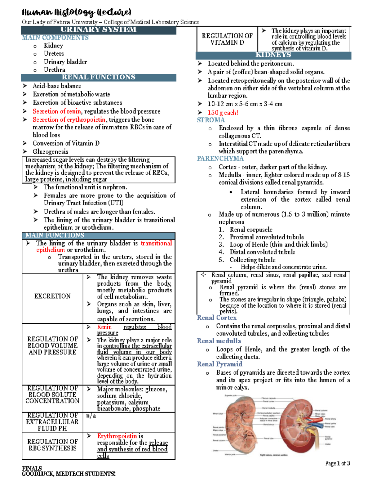 Urinary System Finals - LAST LESSON FOR HUMAN HISTOLOGY - Human ...