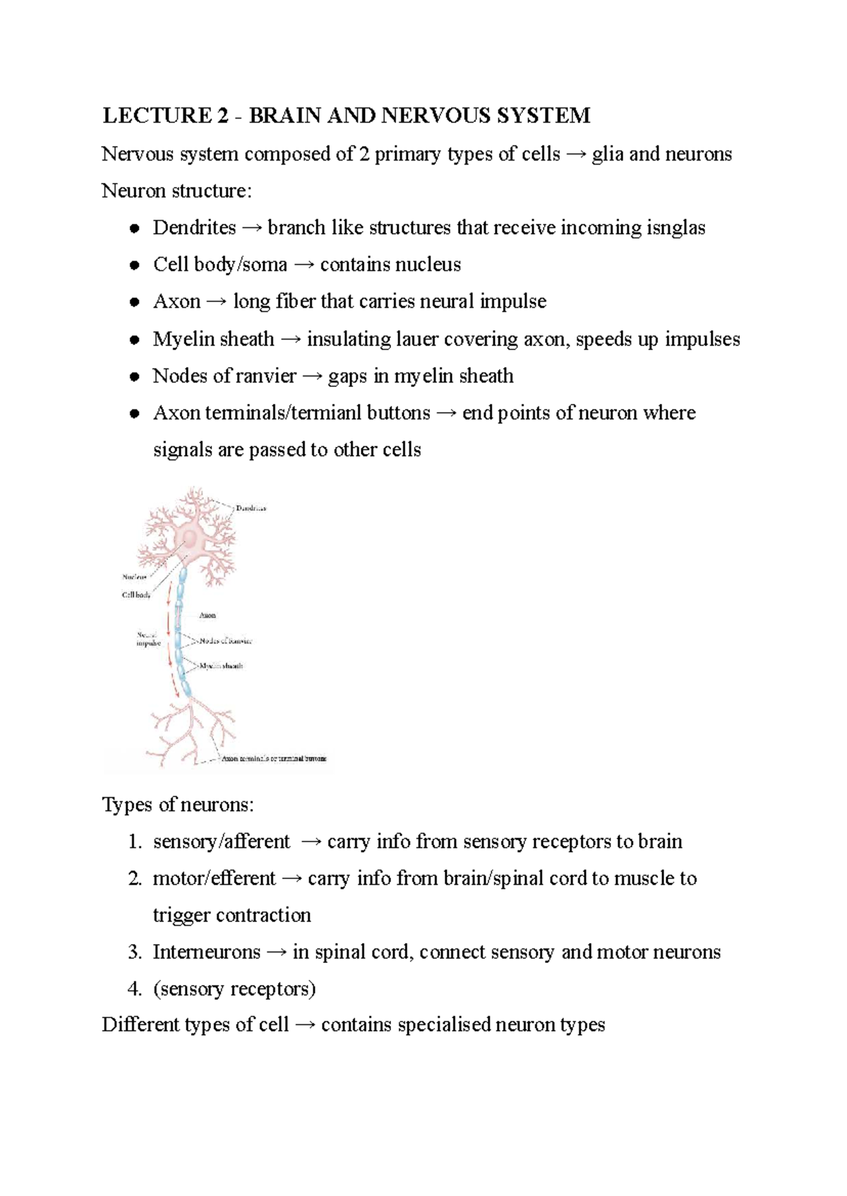 LECTURE 2: BRAIN AND NERVOUS SYSTEM - Chapter 2 Intro Notes - Studeersnel