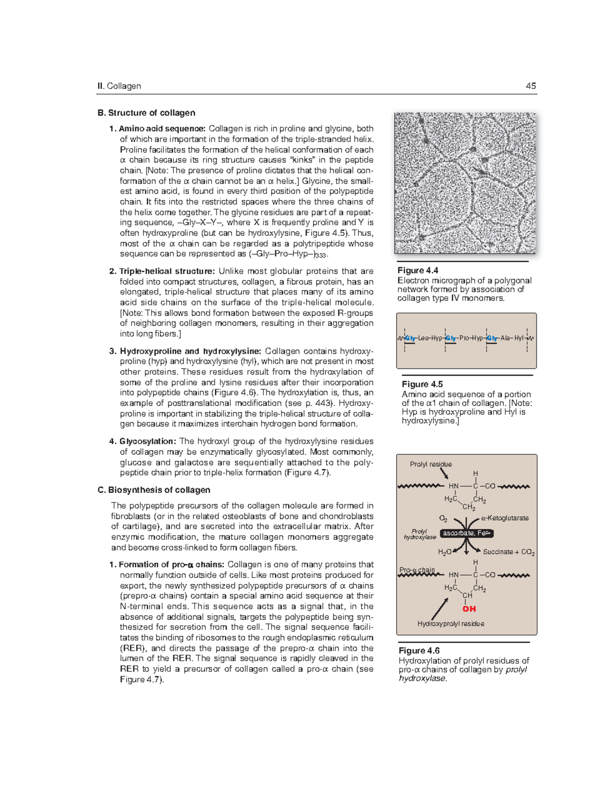 Biochemistry-19 - N/A - B. Structure of collagen 1. Amino acid sequence ...