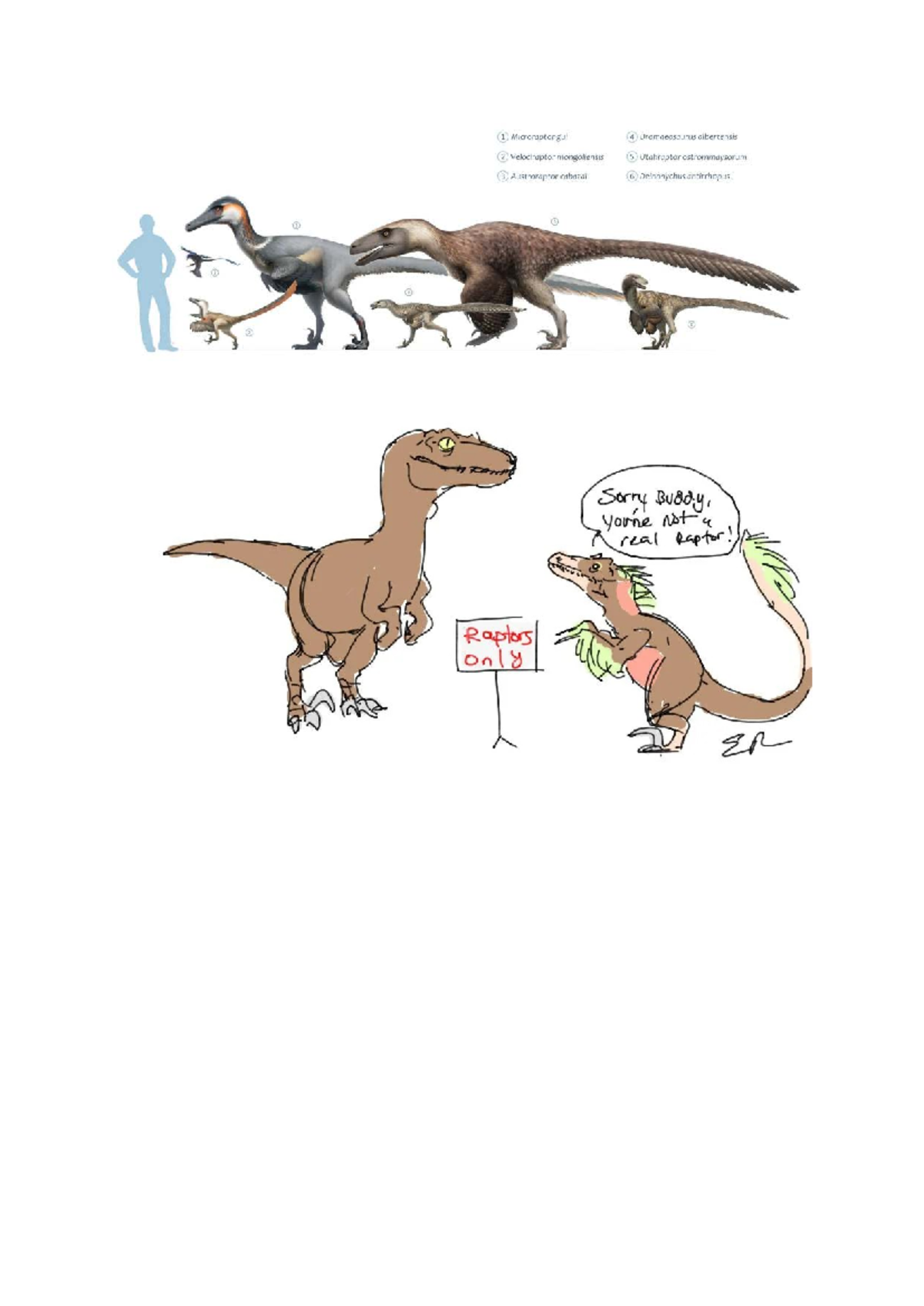 Dinosaurio7096765: Raptors and Their Realities in Paleontology - Studocu