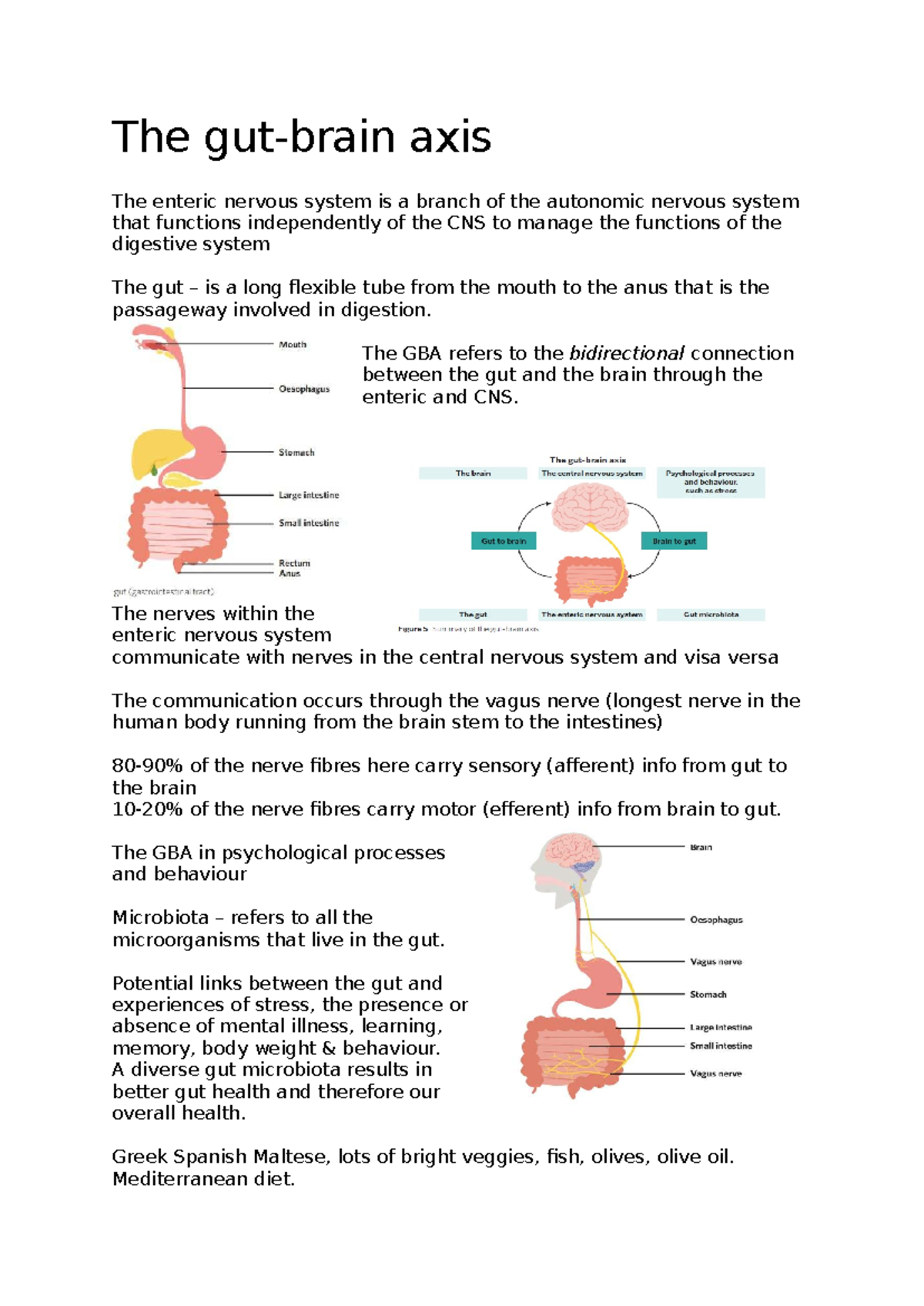 The Gut and Enteric Nervous System: Class Notes on GBA - Studocu