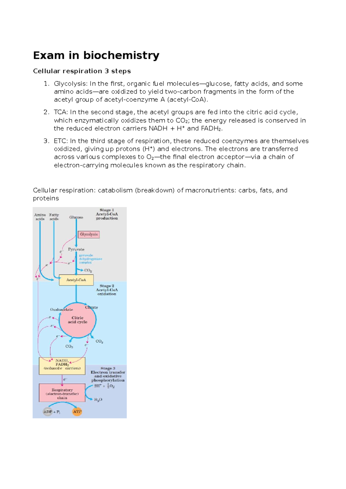 Biochemistry Exam Overview: Cellular Respiration & Metabolism Notes ...