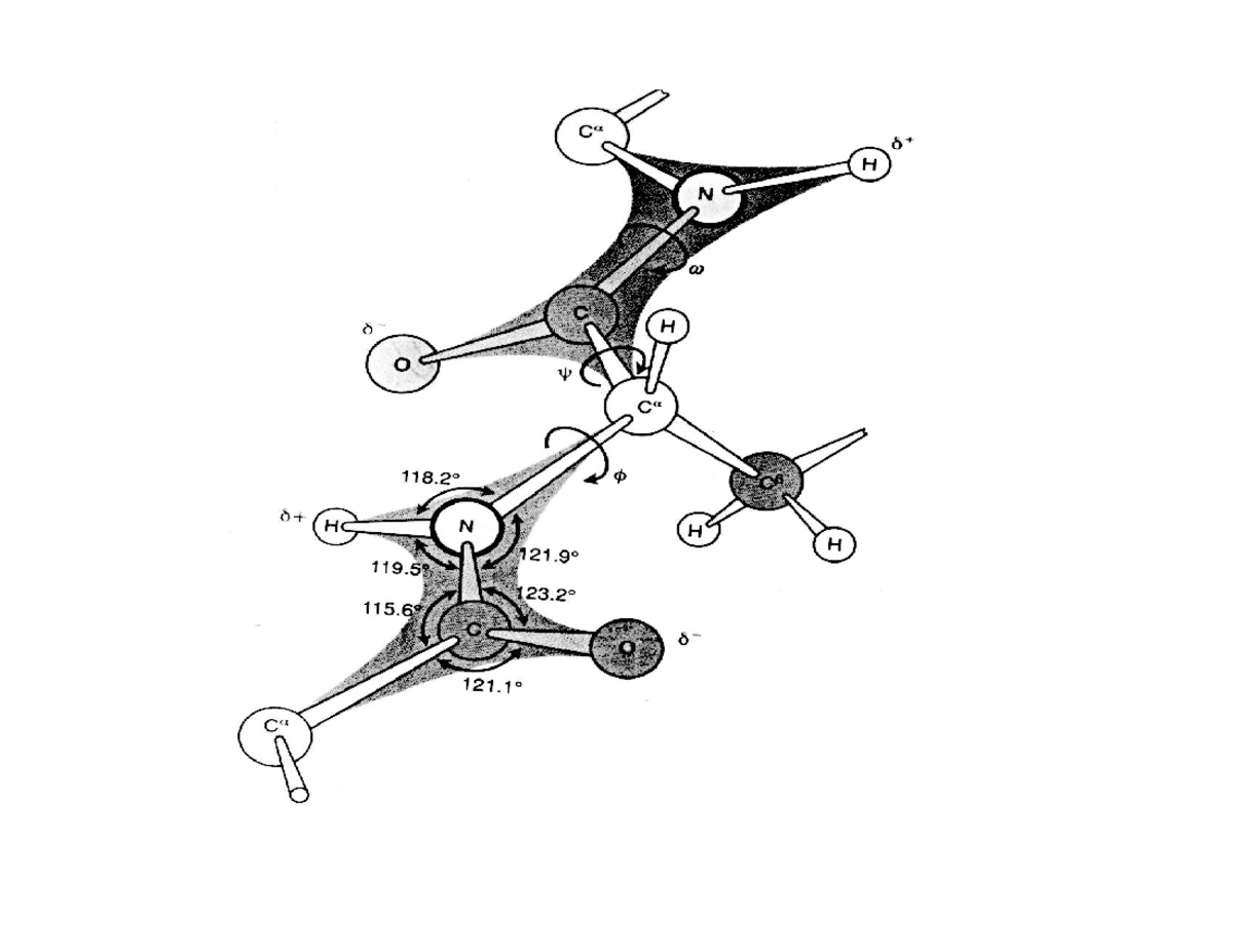 Biophysics lecture 5 protein secondary structure - PHYS 42200 ...
