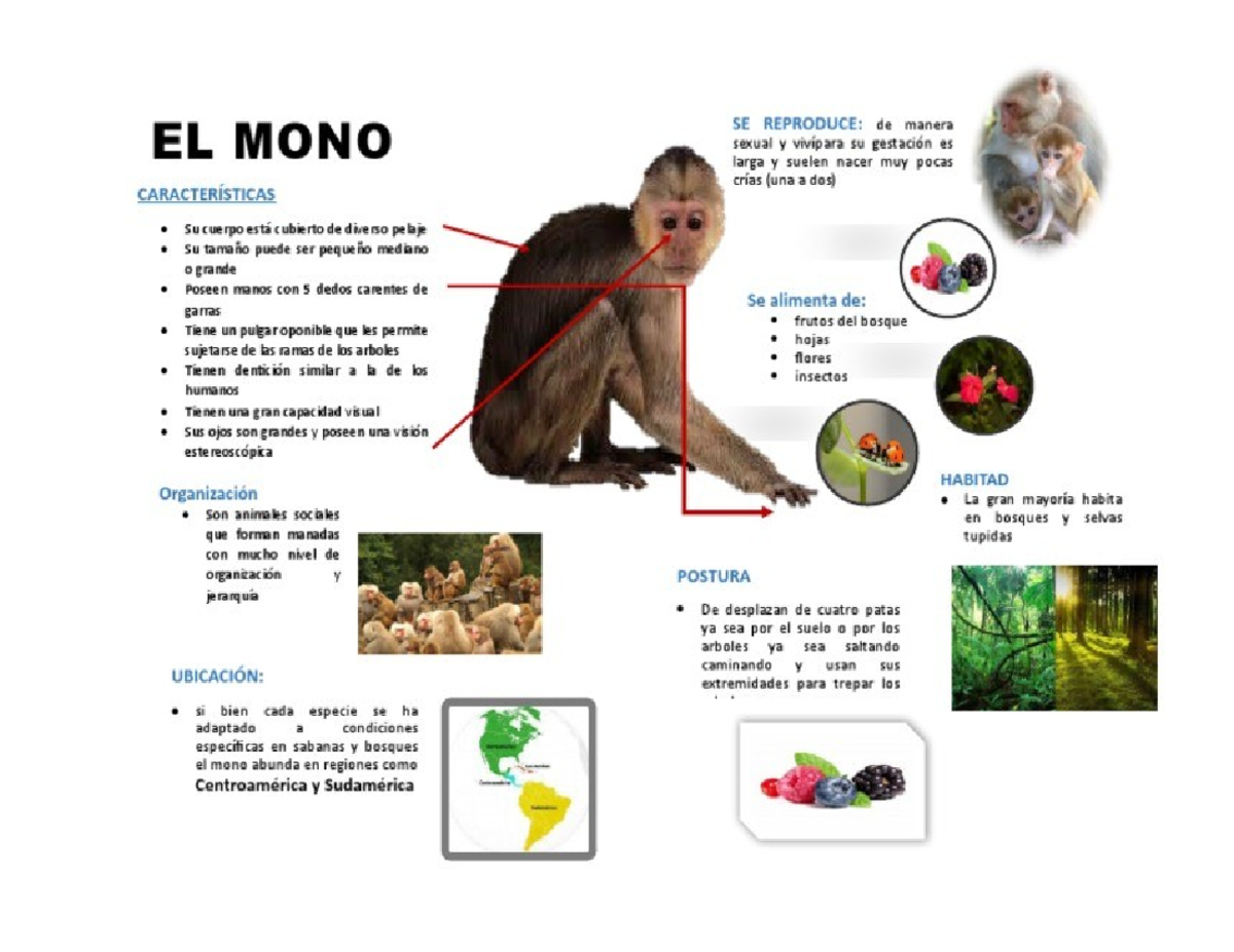 mono-y-su-habitat-caracter-sticas-y-comportamiento-studocu