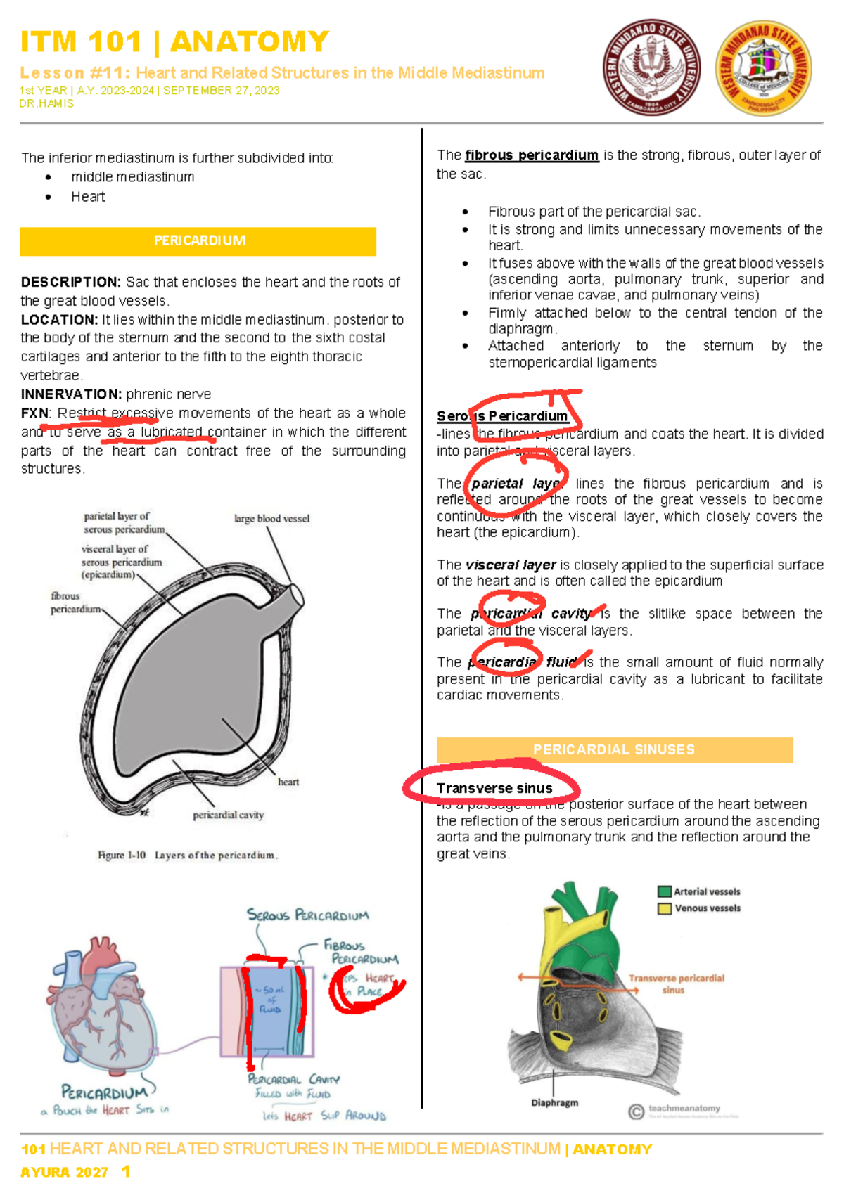 L11 - Heart AND Related Structures IN THE Middle Mediastinum - Lesson ...