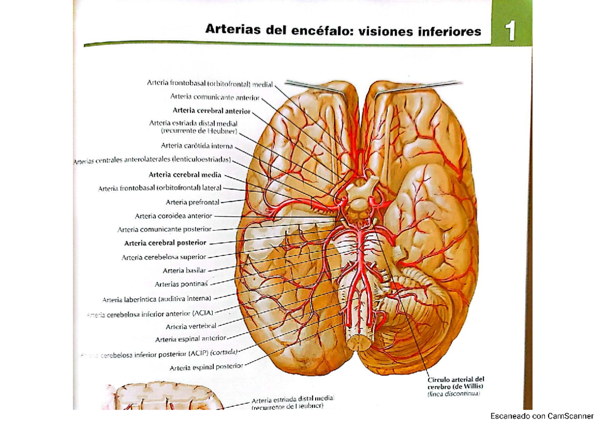 Láminas de Neuroanatomía: Arterias del Encéfalo para Dibujo #2 - Studocu, image size:1200x848