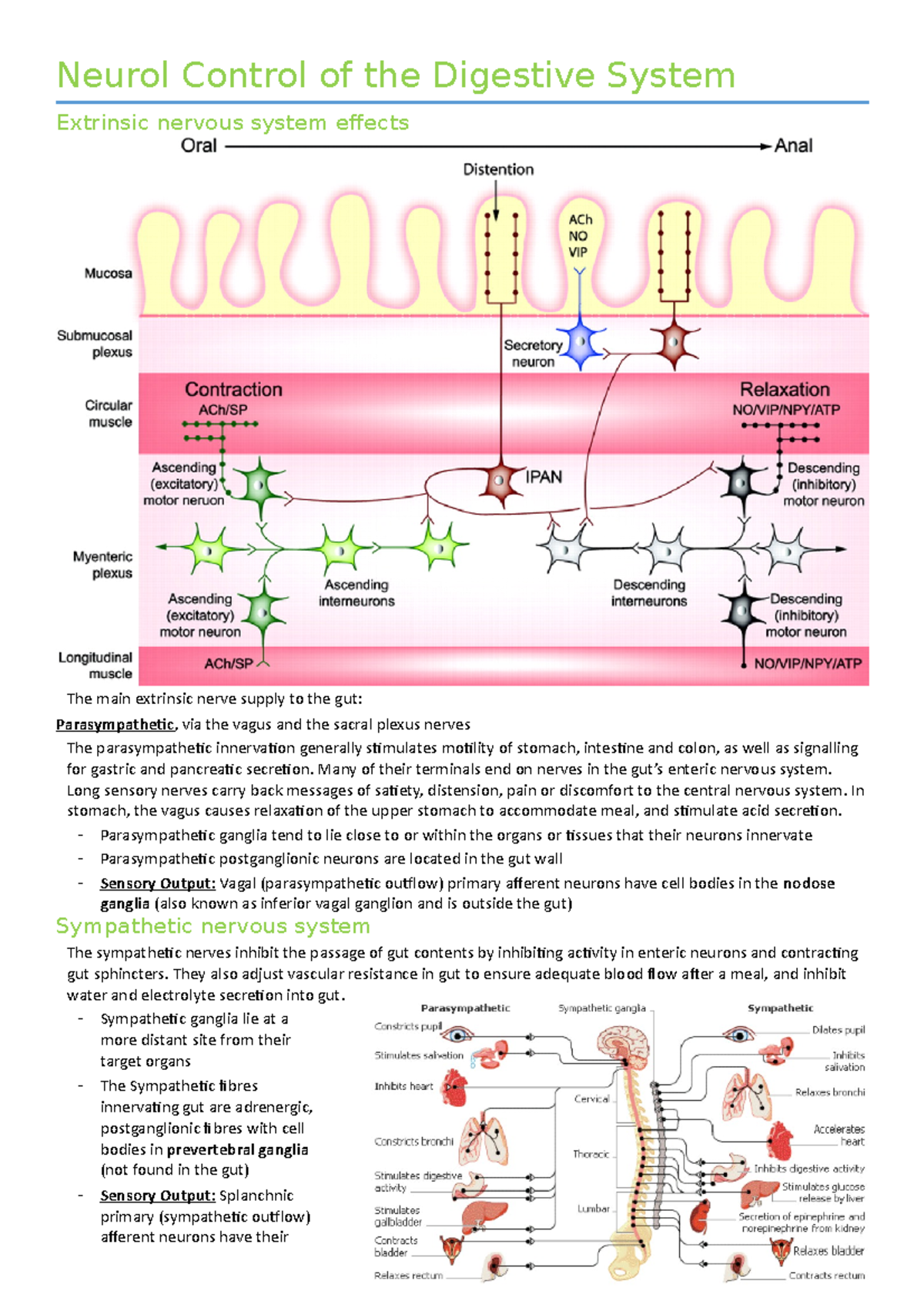Hormonal and neural control of digestive system - Neurol Control of the ...