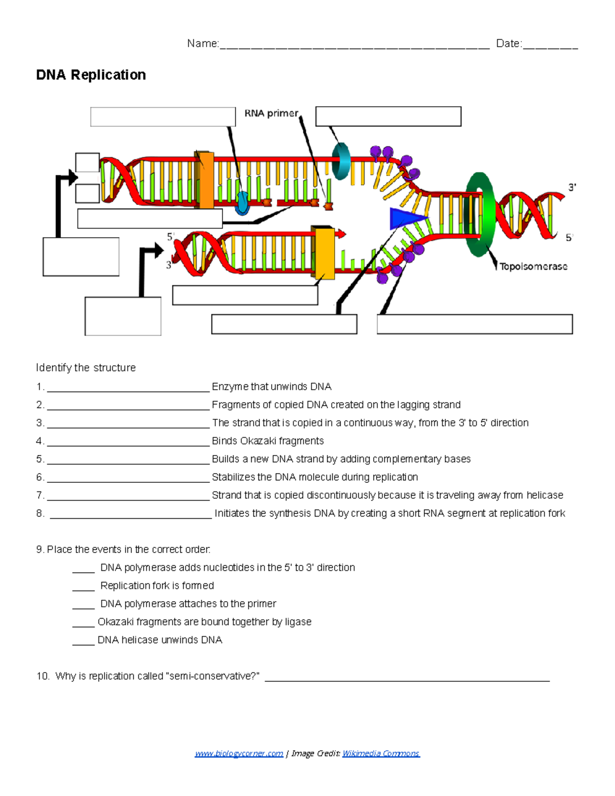 Kami Export - Conner Sik - DNA Replication - Labeling - - Studocu