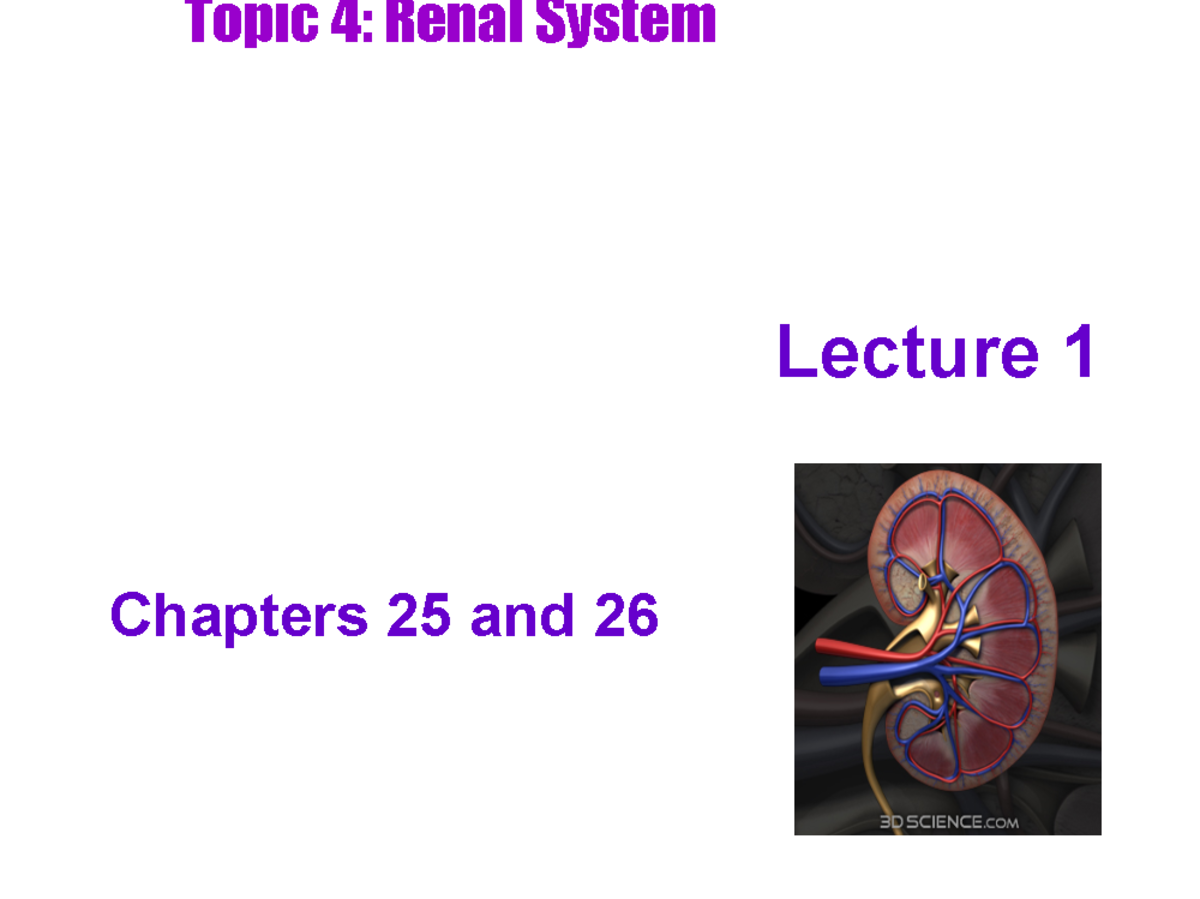 Renal Physiology: Nephrons as the Kidney's Functional Units (A&P 203 ...
