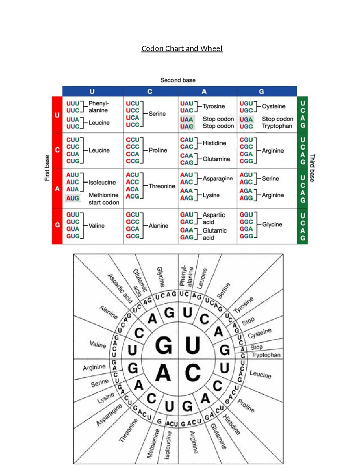 Copy of codon chart codon wheel 2023 - Codon Chart and Wheel Second ...
