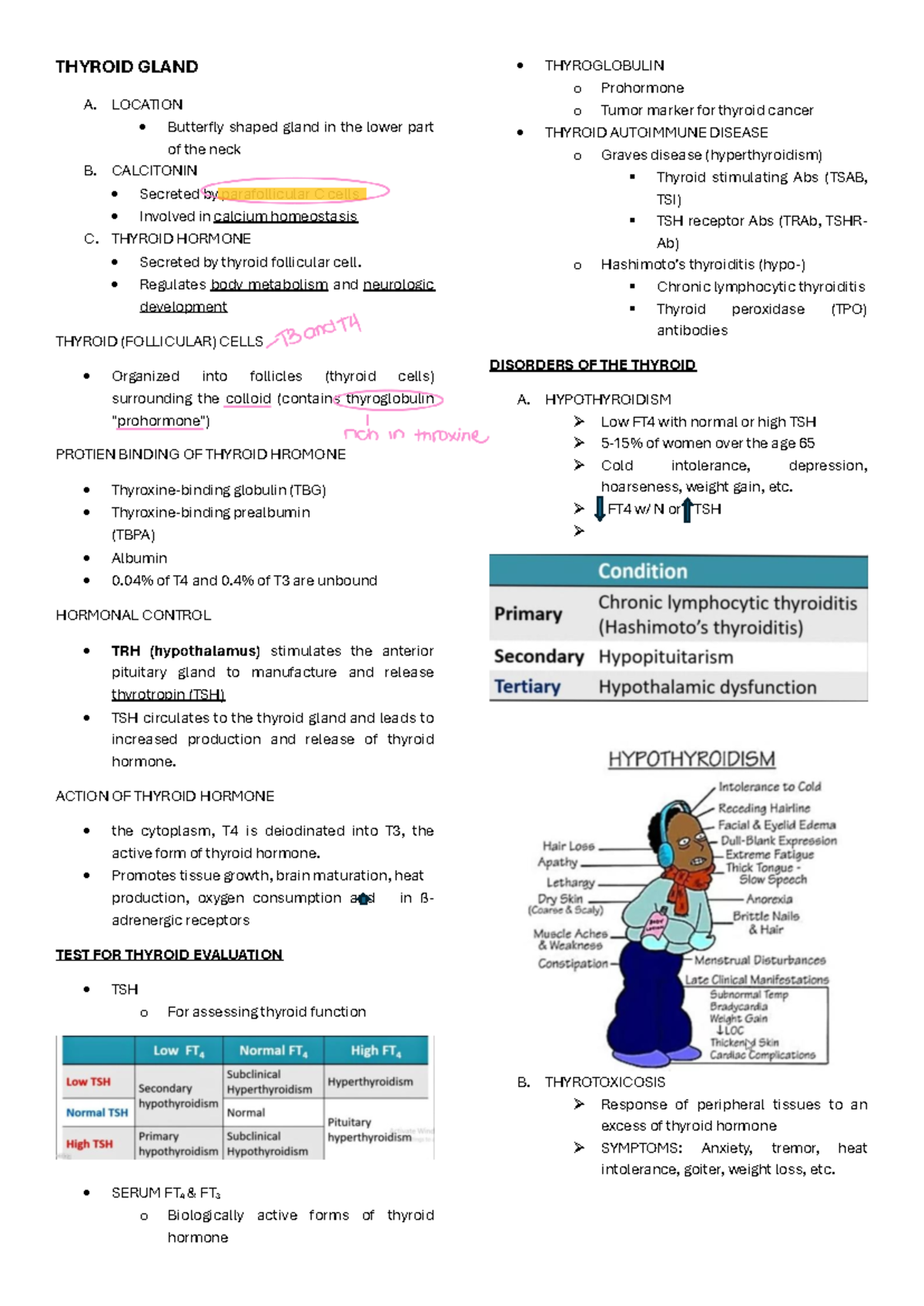 CC2 - Thyroid Gland Overview: Functions, Disorders, and Hormonal ...