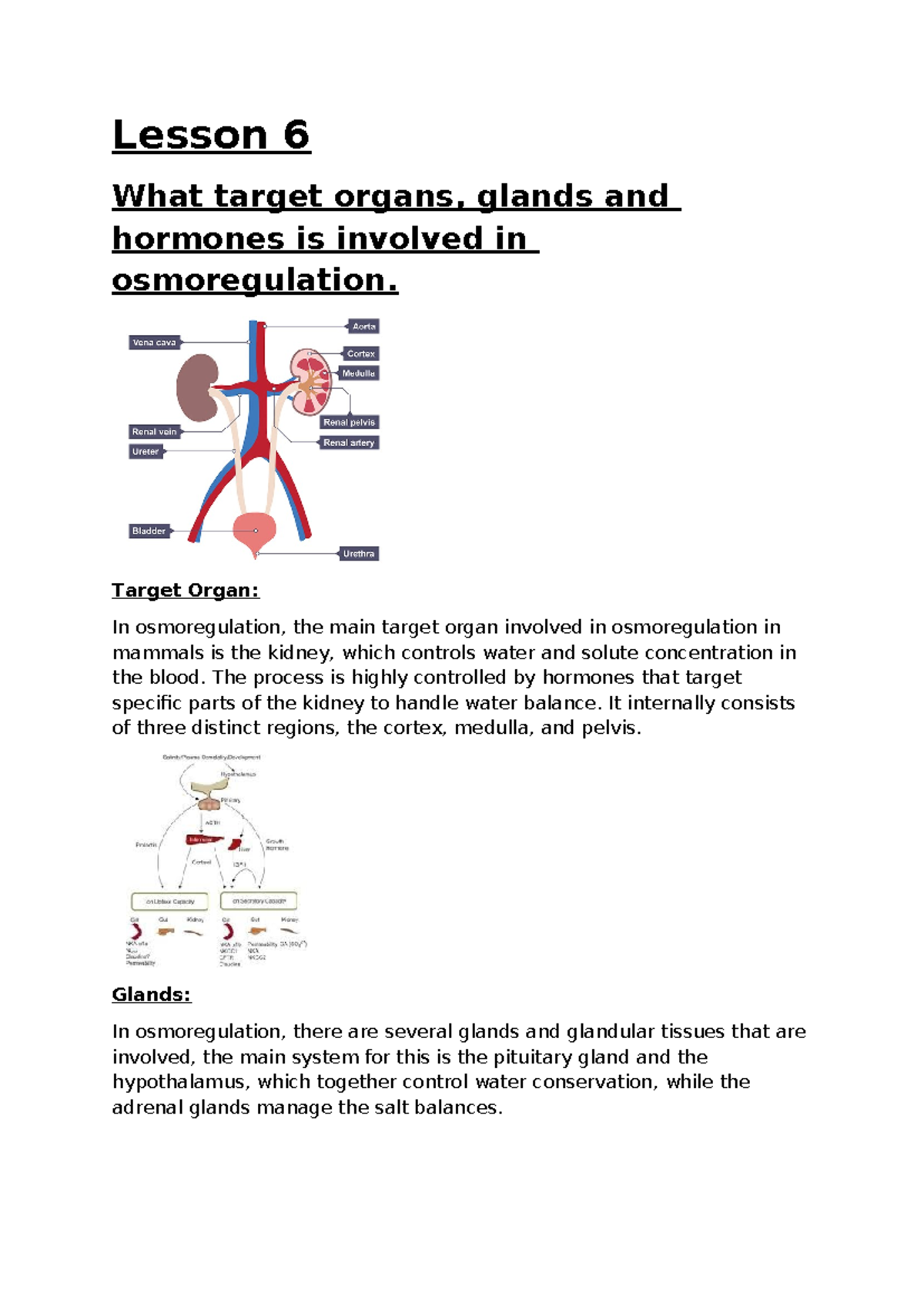 Lesson 6 - Osmoregulation: Target Organs, Glands & Hormones (9B) - Studocu