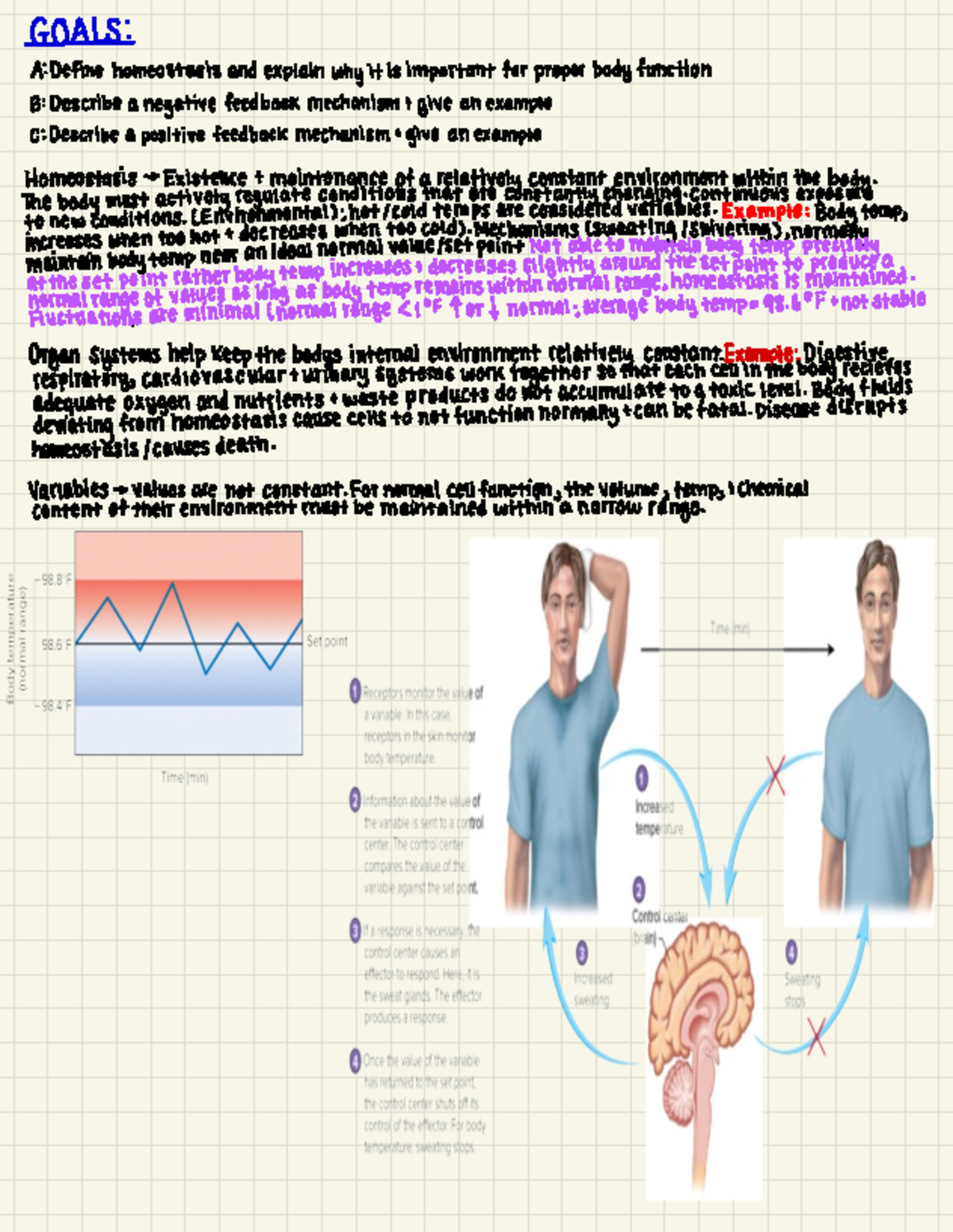 Anatomy & Physiology 1: Chapter 1.5 - Understanding Homeostasis - Studocu