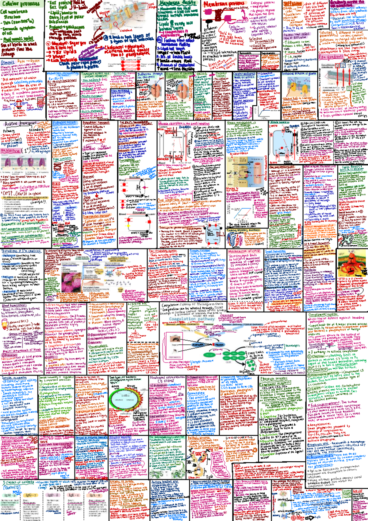 Biosci 107 Exam Cheat Sheet - Biology for Biomedical Science: Cellular ...
