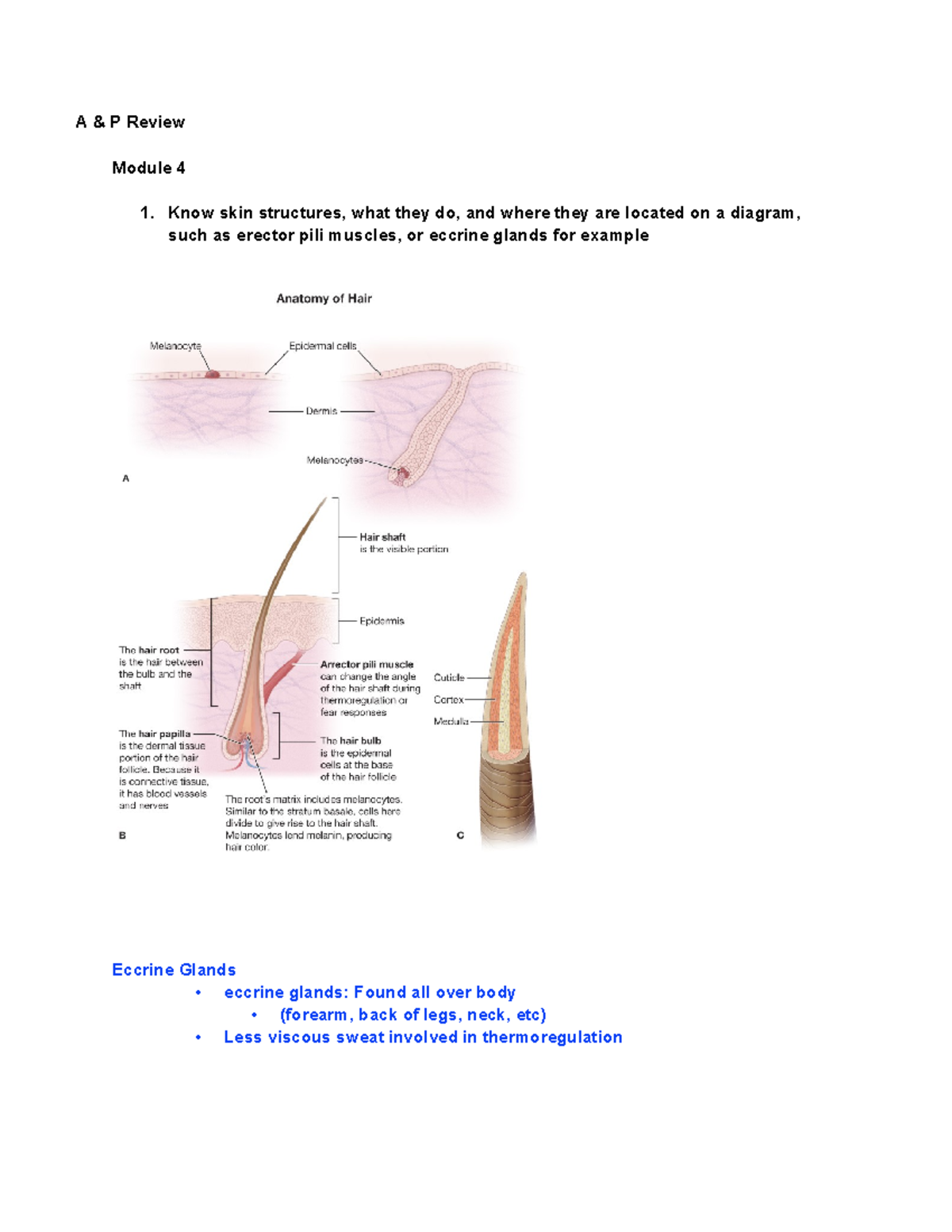 A&P Supplement: Module 4-7 Study Notes on Skin & Nervous System - Studocu