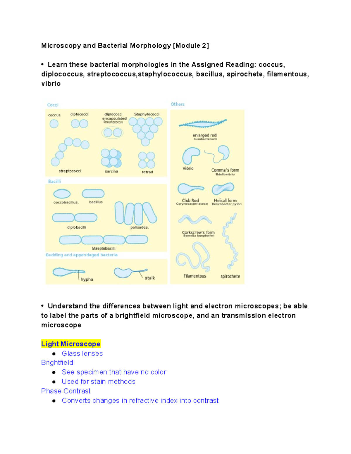 MMG Exam 1 Review - Microscopy and Bacterial Morphology [Module 2 ...