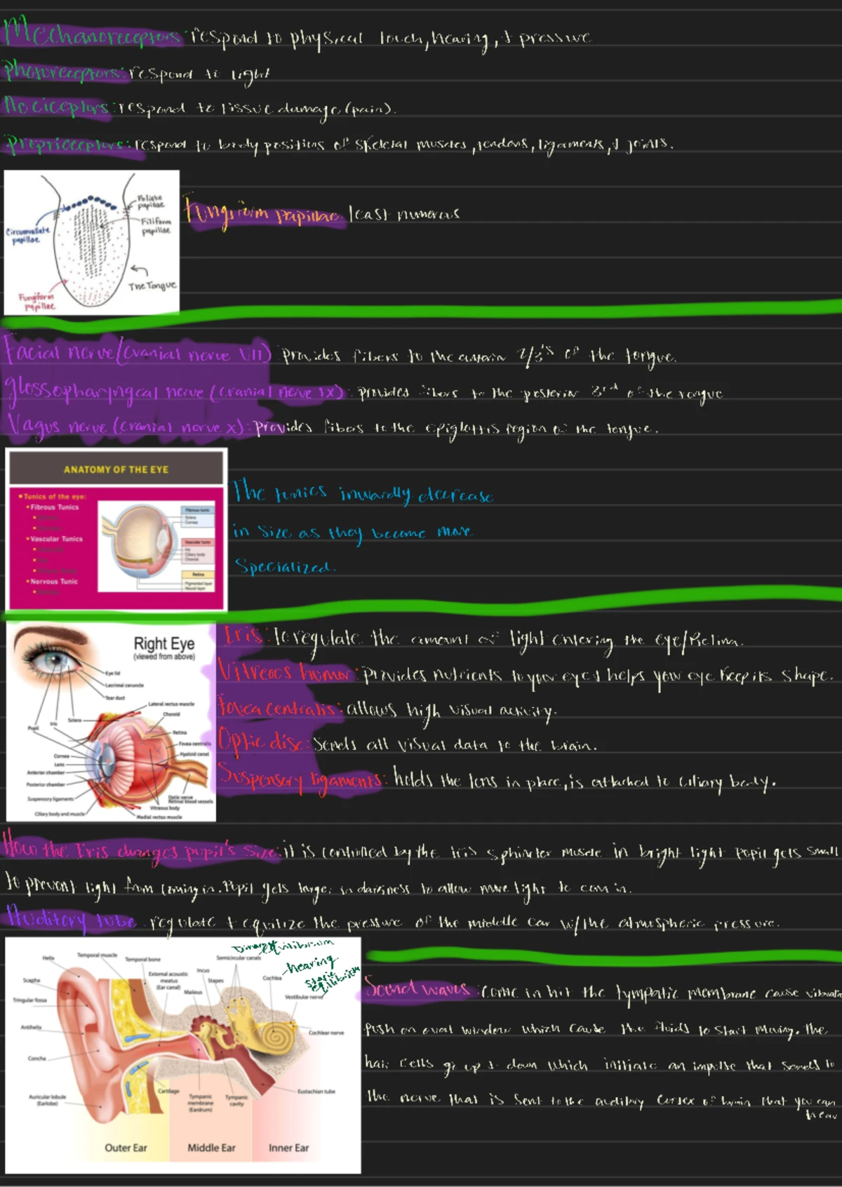 Endocrine System Study Notes & Questions for BIO 201 Course - Studocu