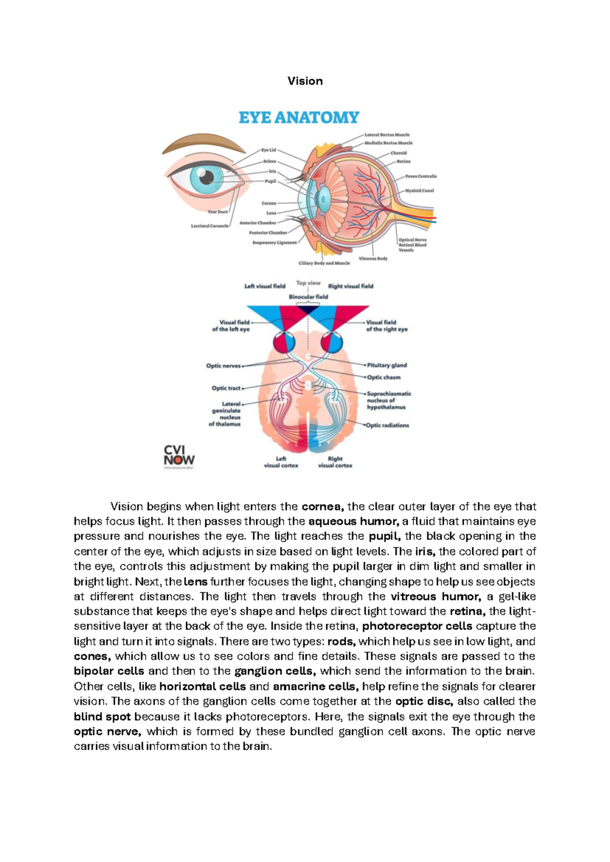 Senses - notes - Vision Vision begins when light enters the cornea, the ...