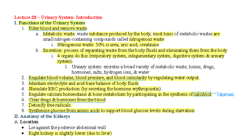 Lecture 28: Overview of the Urinary System Functions and Anatomy - Studocu