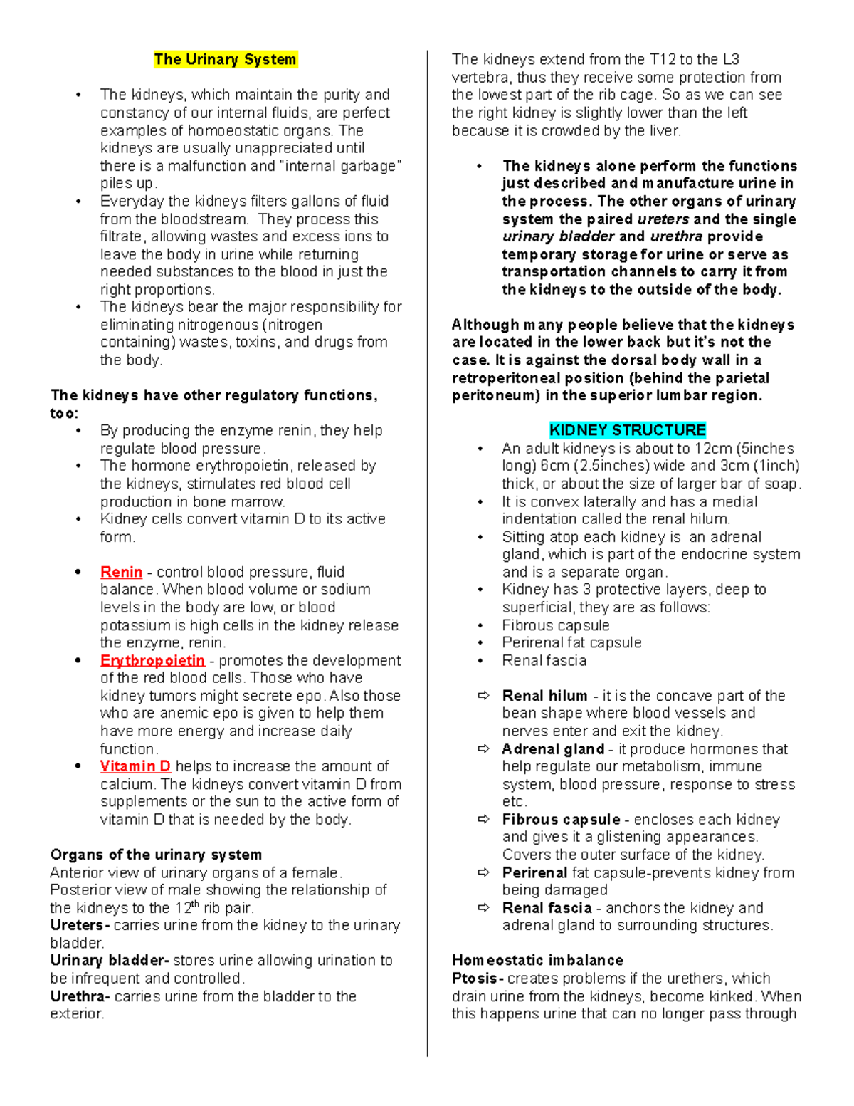 The Urinary System - Notes - The Urinary System The kidneys, which ...