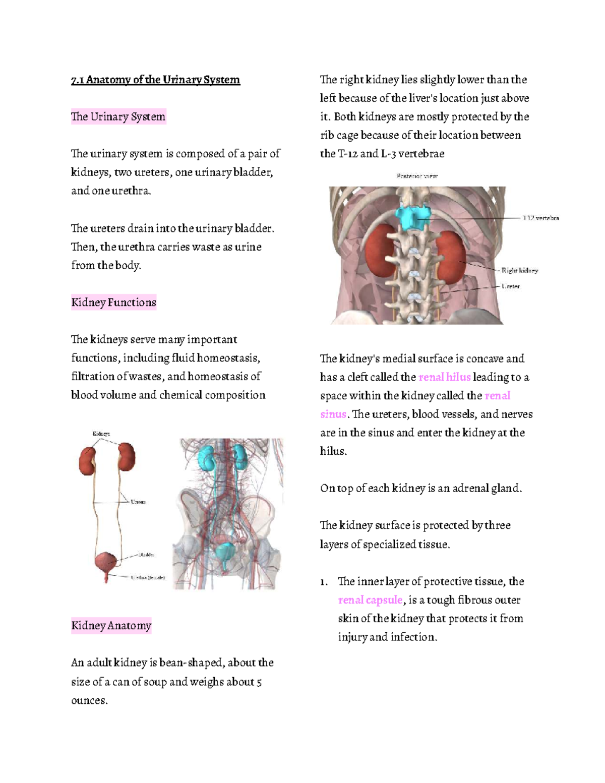 Anatomy and Physiology of the Urinary System (ANP 7.1-7.3) - Studocu
