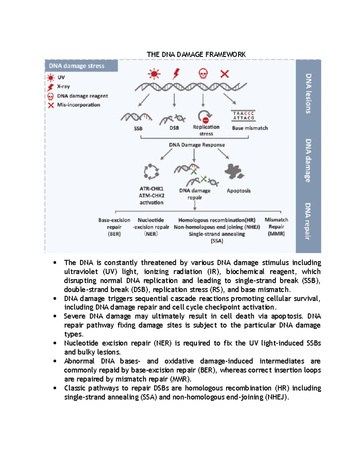 DNA Damage Framework: Mechanisms of Repair and Cellular Response - Studocu