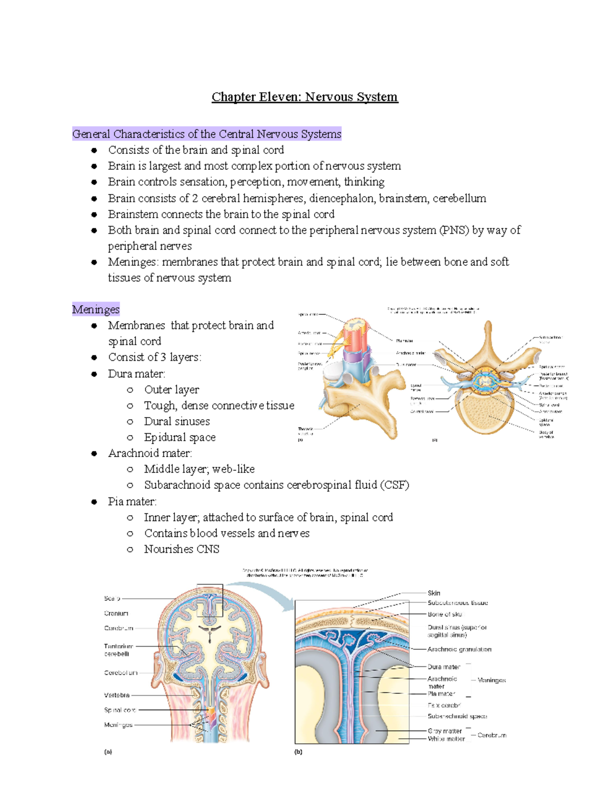 Chapter 11: Central Nervous System Overview - Key Features & Functions ...