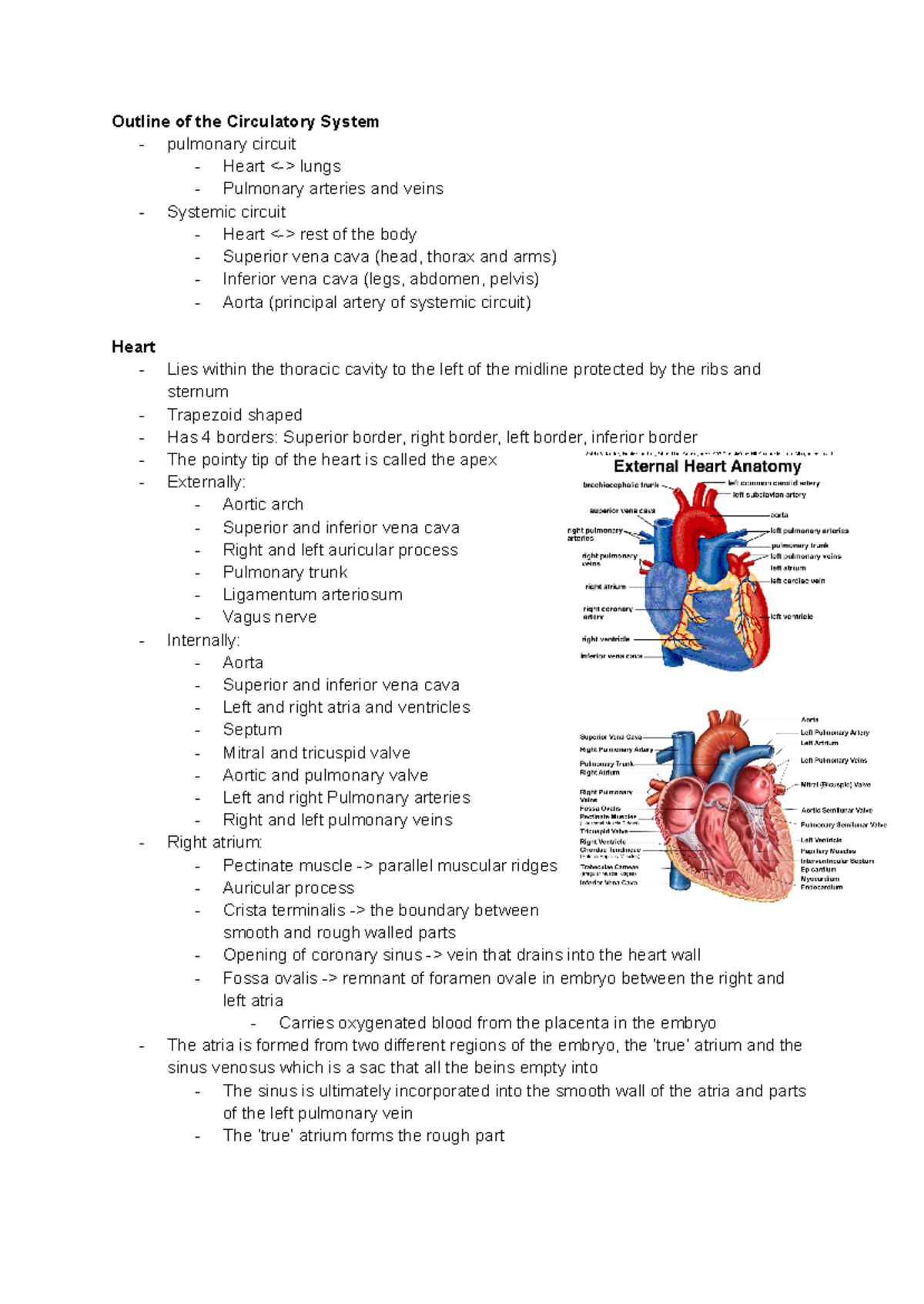 ANAT0005 Circulatory System: Heart and Major Vessels Overview - Studocu