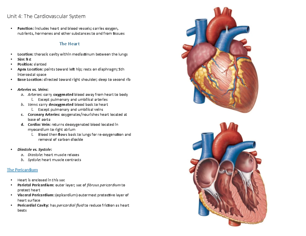 ANAT 1053 Test 2 - The Nervous System Part 2, The Respiratory System ...