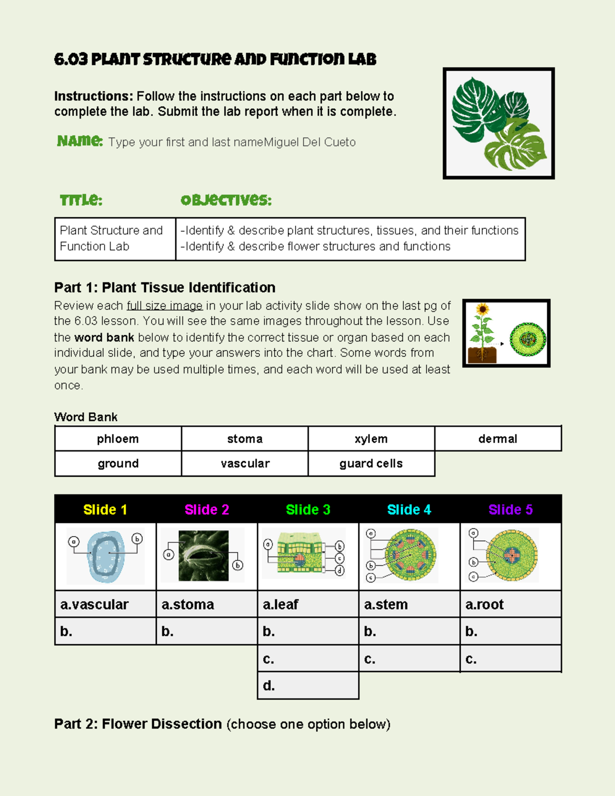 Copy of 6 03 lab report template-v23 - 6 Plant Structure and Function ...