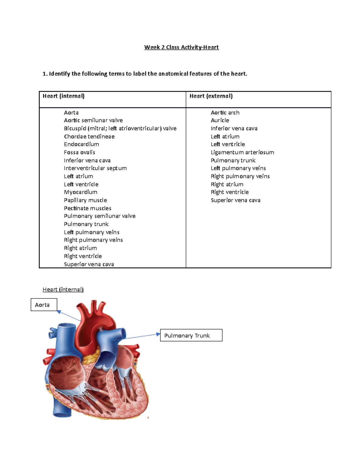 Week 2 Worksheet - Anatomy of the Heart (BIOL 101) - Studocu