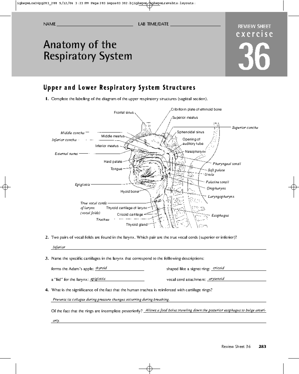 Exercise 36 Anatomy Of The Respiratory System Review Sheet Online Degrees