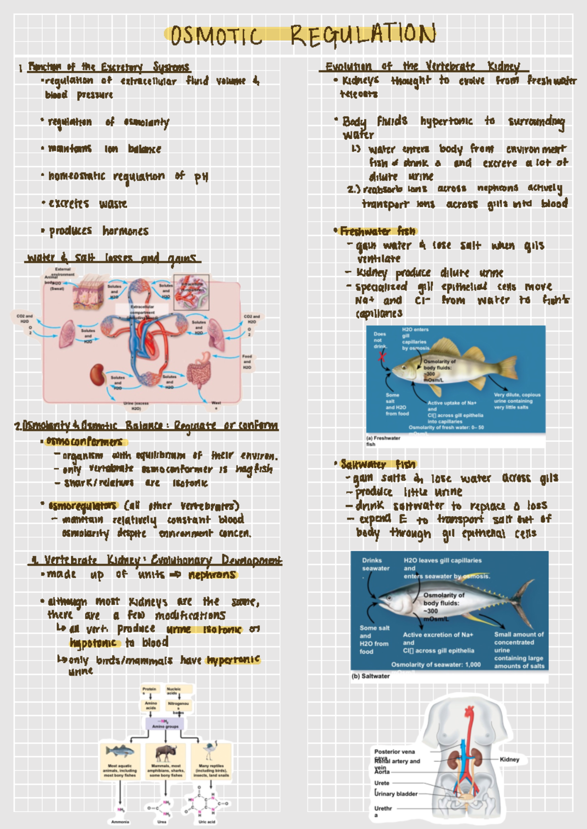 BIO 209 Osmosis and Kidney Nephrons - Deprecated API usage: The SVG ...