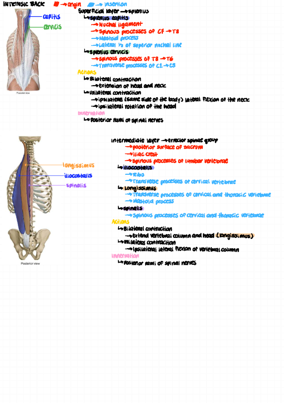 Muscles Overview: Intrinsic Back Anatomy and Actions (ANAT 101) - Studocu